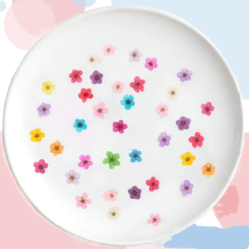 زهور النرجس المجففة المضغوطة ا - مراجعة Baby Products Decoration وسعره